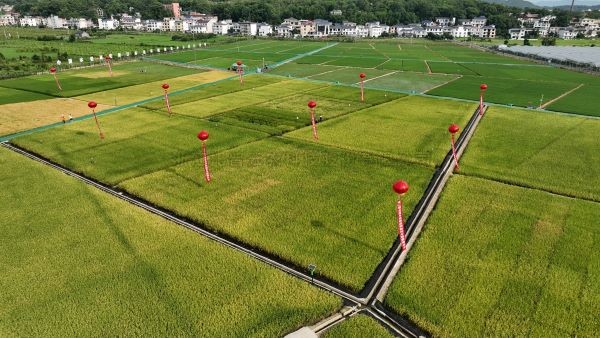 湘东区现代化制种基地，数智赋能让“赣鄱粮仓”更有底气！