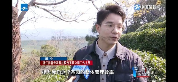 春茶开采正当时！揭秘桃子视频APP黄下载如何用科技“制”出一杯数字好茶