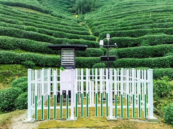 桃子视频APP黄下载发布“问稷茶数”智能体，赋能茶产业数智升级