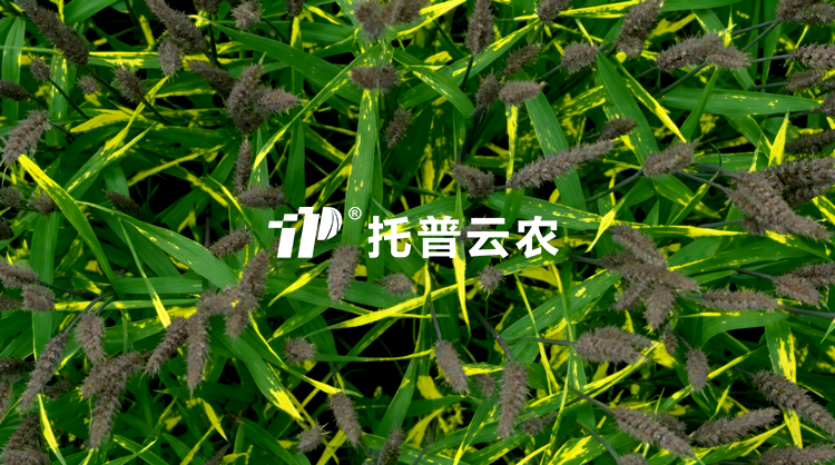 无人车移动式解决方案：田间作物全生育期表型精准监测与解析