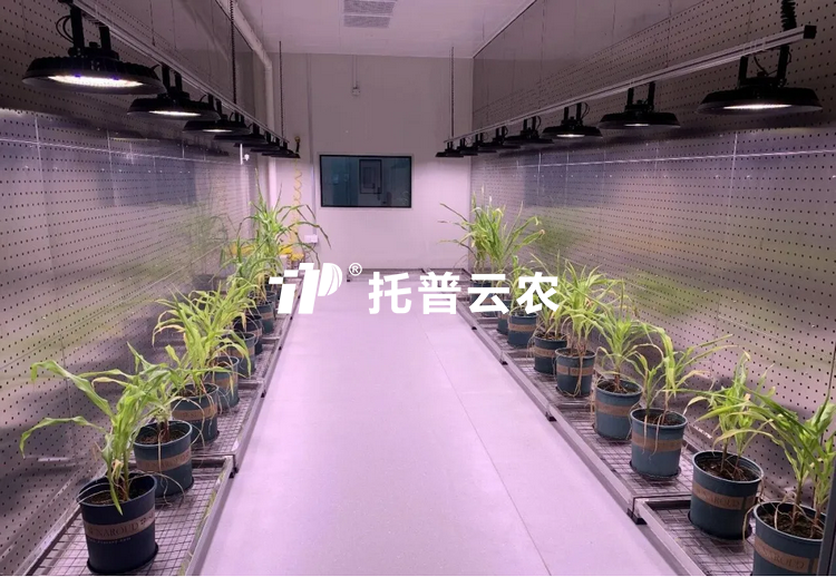 逆境研究室：解码植物抗逆密码的 “精准模拟实验室”