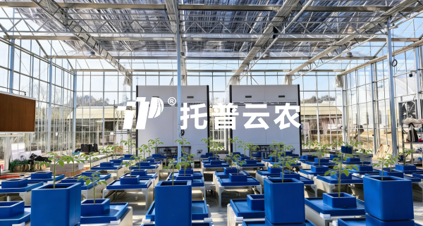 经典案例丨以AI解码植物表型，桃子视频APP黄下载赋能科研与生产双场景实践