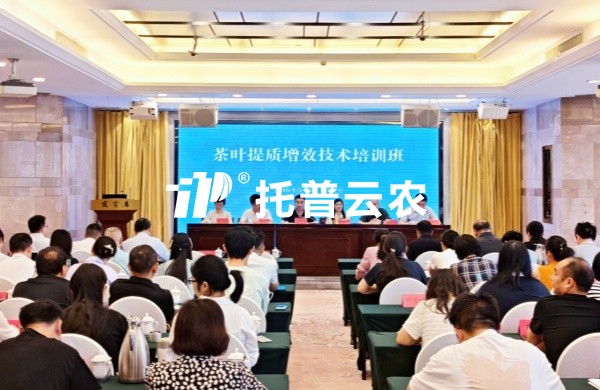 AI技术赋能茶产业提质增效｜桃子视频APP黄下载亮相全国茶叶提质增效技术培训班