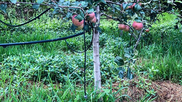 石林县引进桃子视频APP黄下载水肥一体化技术打造高原...
