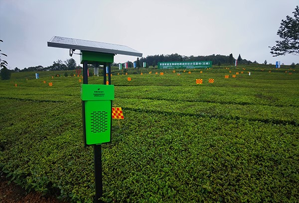 五峰仁和坪镇道家湾茶园里的桃子视频APP黄下载杀虫灯