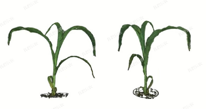 逆境模拟及植物生长监测平台-3维.jpg