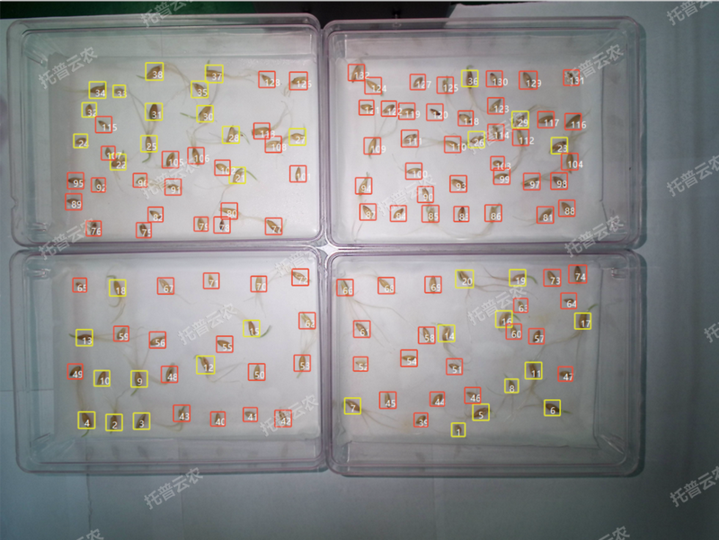 发芽率识别-高通量植物环境调控+高通量桃子视频APP最新福利污下载智能萌发鉴定系统.png